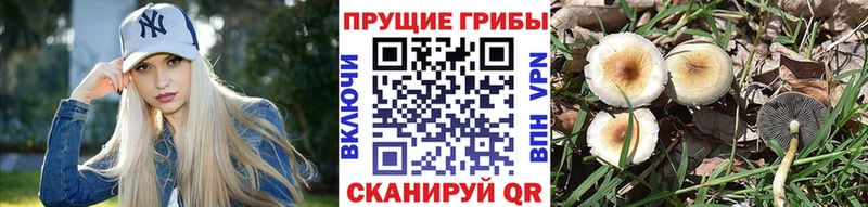 купить наркоту  Нолинск  Псилоцибиновые грибы MAGIC MUSHROOMS 